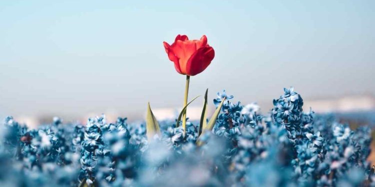 own difference - a red flower in a field of blue