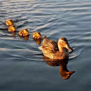 ducks-in-a-row1