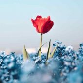 own difference - a red flower in a field of blue